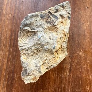 Fossilized shell and branch rock